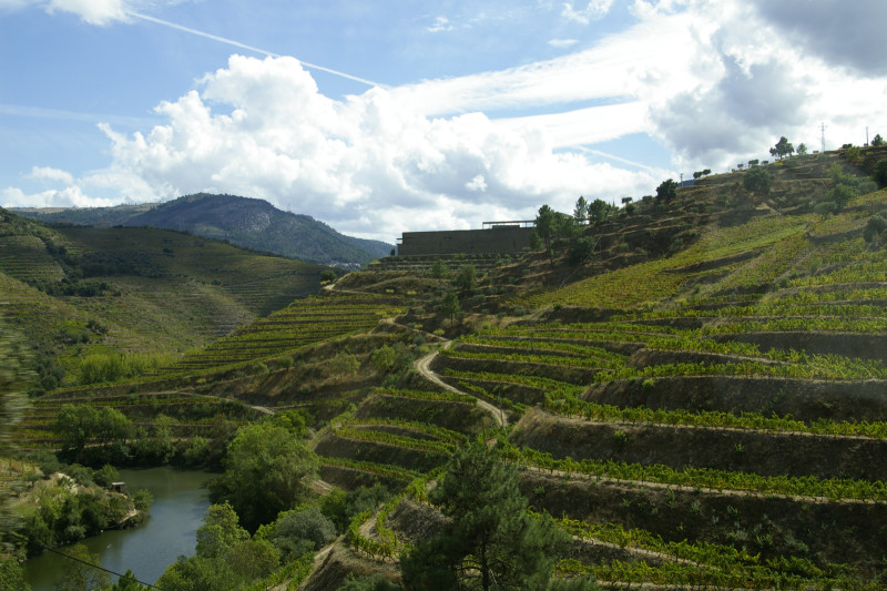 Portugal Weinberge
