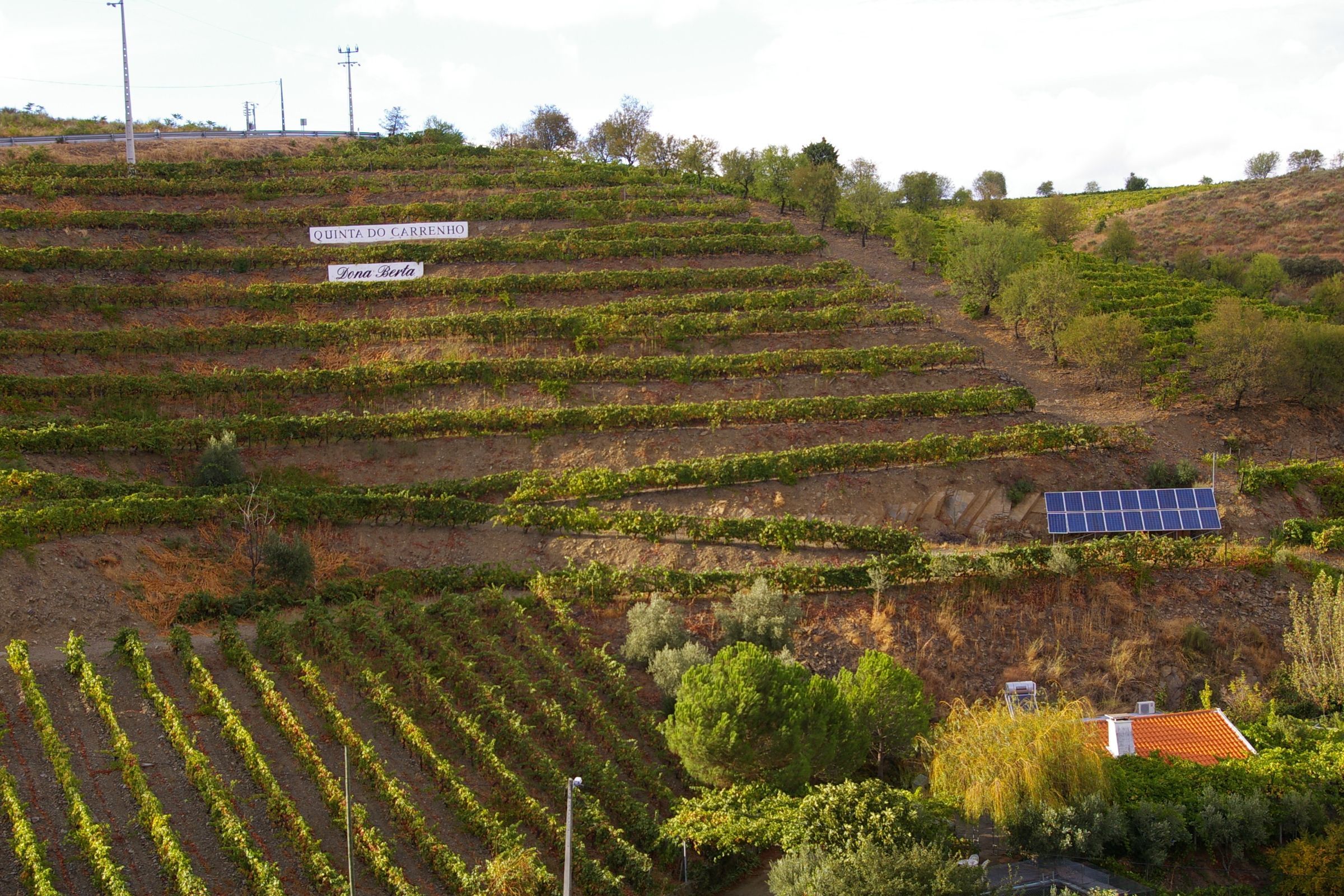 Weißwein Douro in Portugal vom Importeur | O Vinho